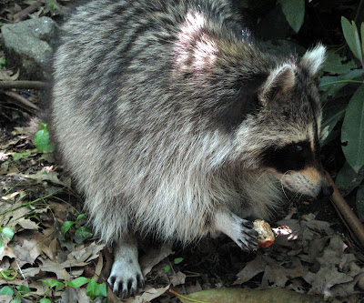 The Raccoon (Procyon lotor)