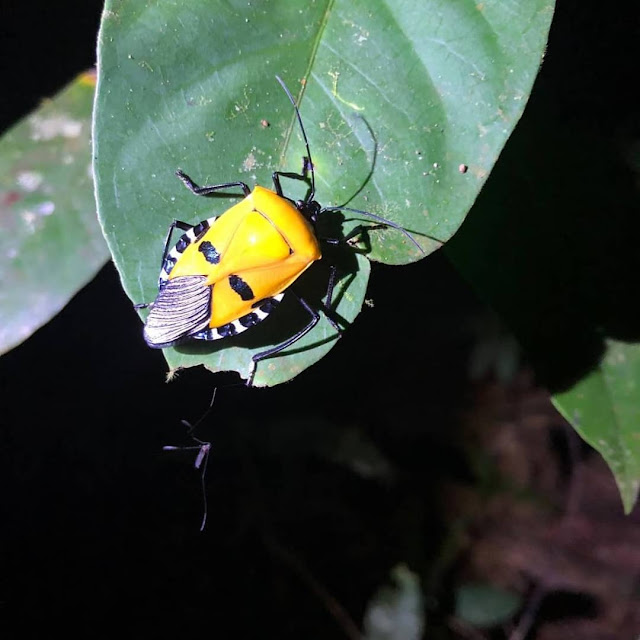 Colorful insects