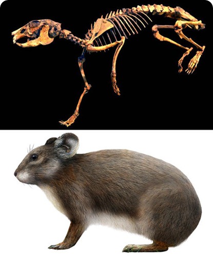 pika Sardus