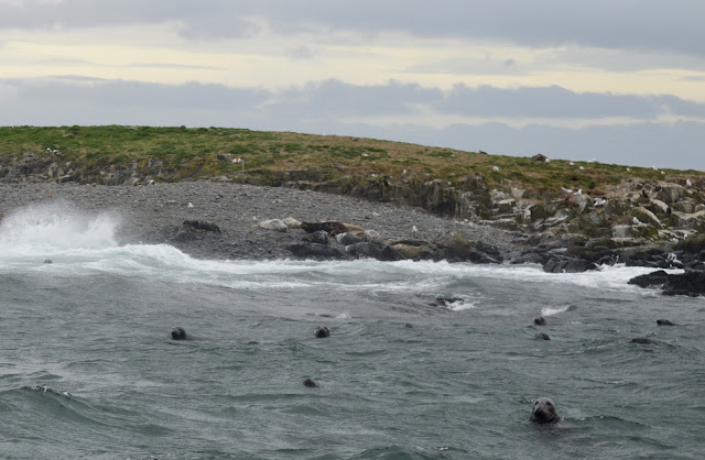 Seals at the Farne Islands