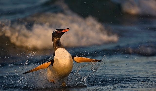 penguin photography