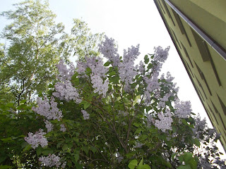 Flores moradas en la ciudad de Torun Polonia