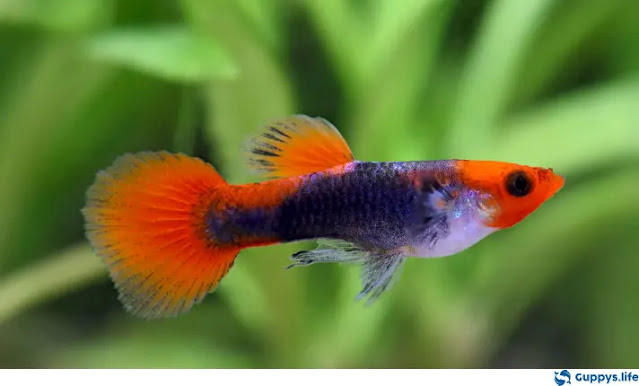Koi Guppy