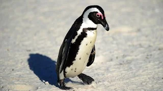 h5n8 pinguins áfrica