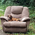 Puppy Dumped By Side of the Road in Arm Chair