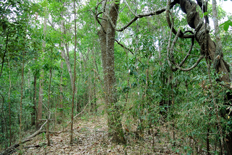 Subtropical semi-evergreen seasonal forest in Doi Inthanon National Park, Northern Thailand, at the end of the dry season