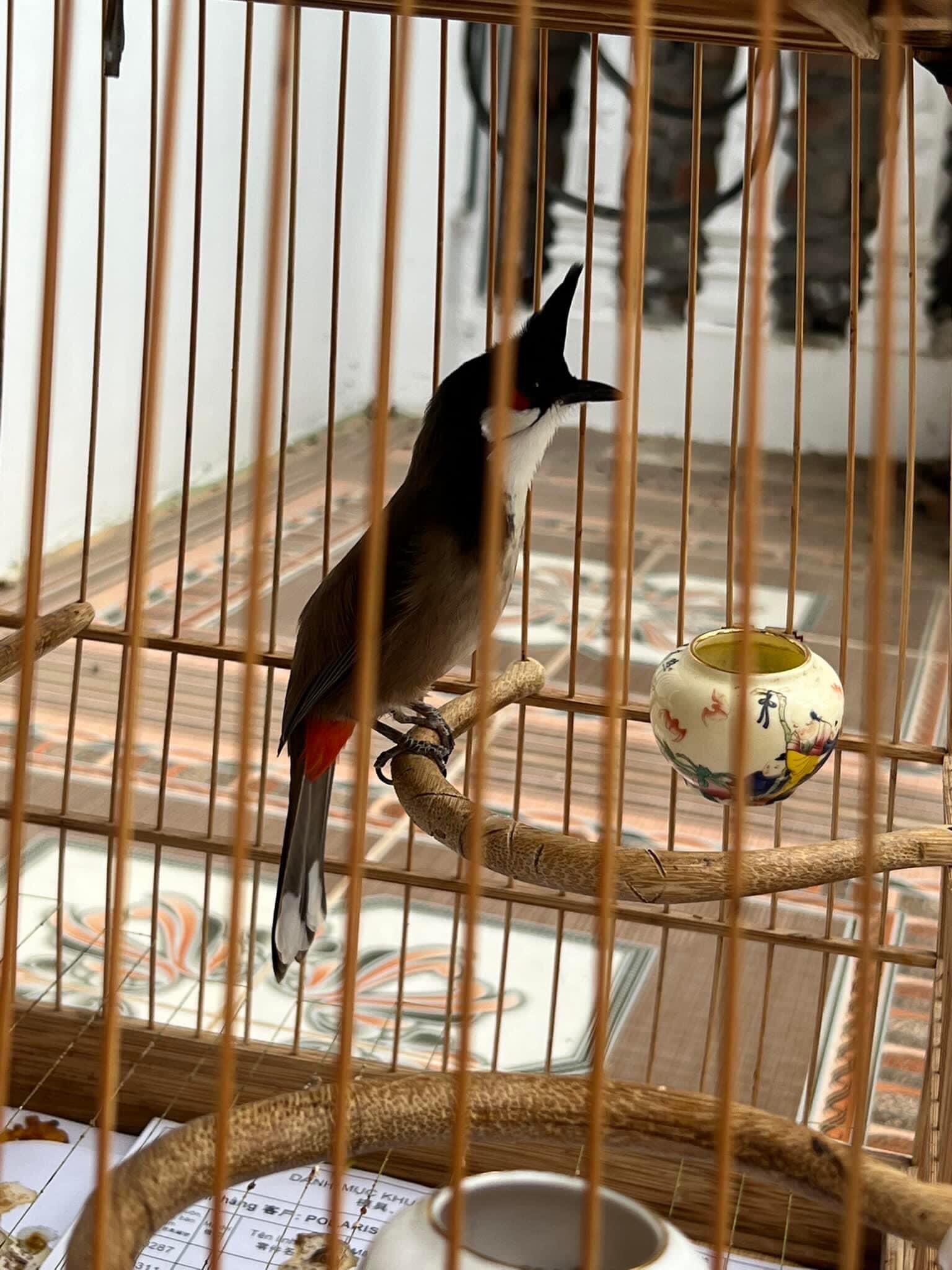 Kỹ thuật nuôi và cách chăm sóc chim Chào mào hót hay như ý muốn | Diễn Đàn  Chim Cảnh Việt Nam