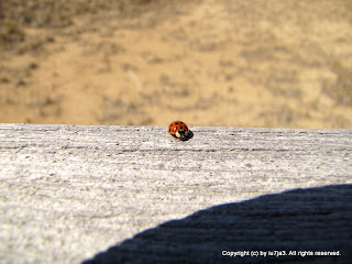 Lady Bug