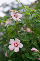 Super-Multi-Coated TAKUMAR 1:1.4/50　絞り：F2.8