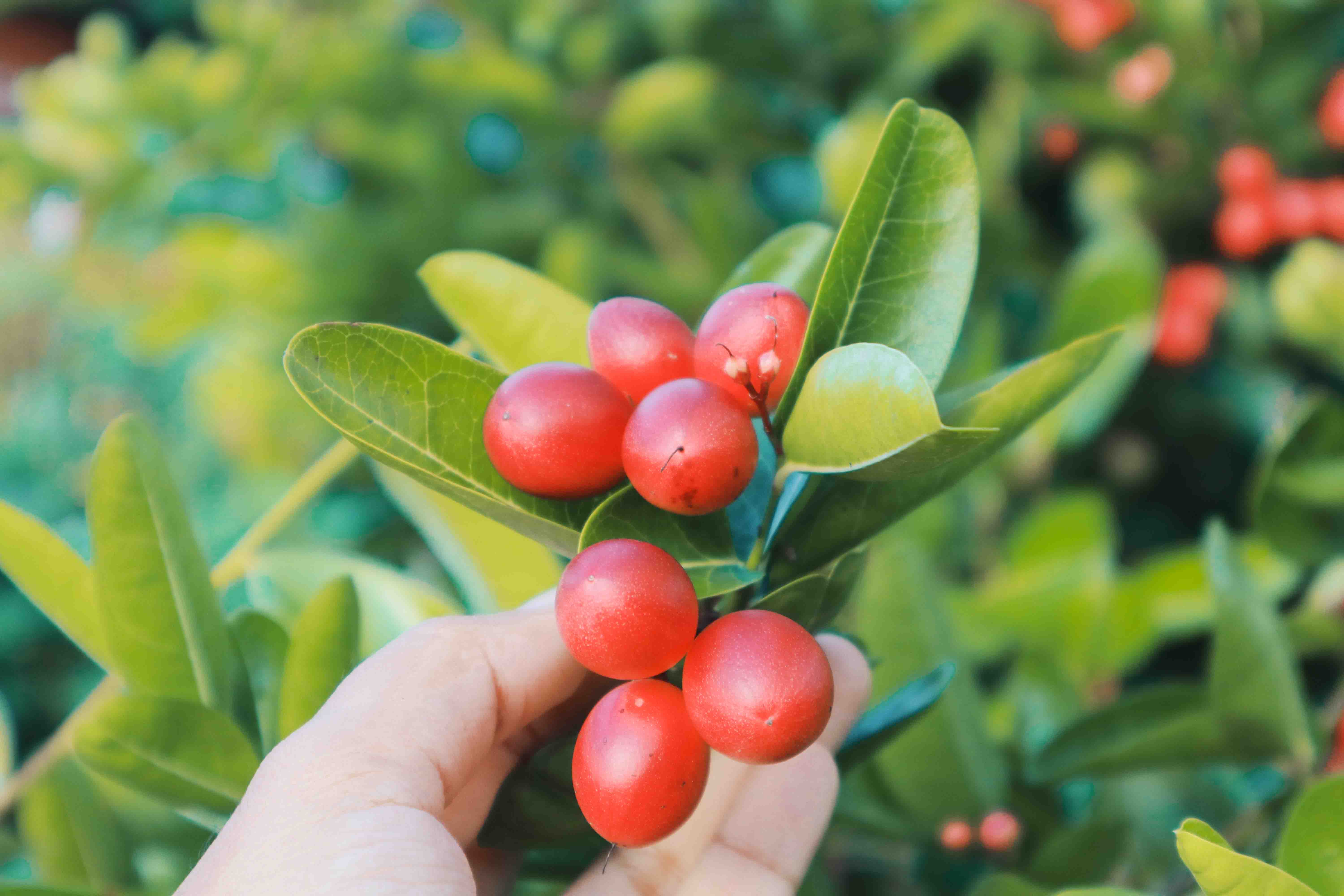 Kebuh Rumah | Carissa Carandas Fruit atau Asam Renda