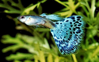 Budidaya Ikan Guppy