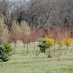 Landscape with forsythia, crab apple and pear trees in bloom