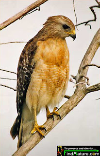 busardo de hombros rojos Buteo lineatus