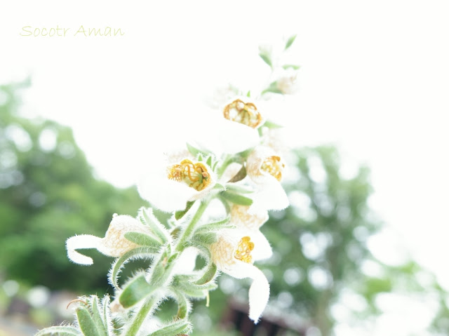 Digitalis lanata