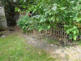 High Park Toronto Back Yard Fall Cleanup After by Paul Jung Gardening Services--a Toronto Organic Gardener