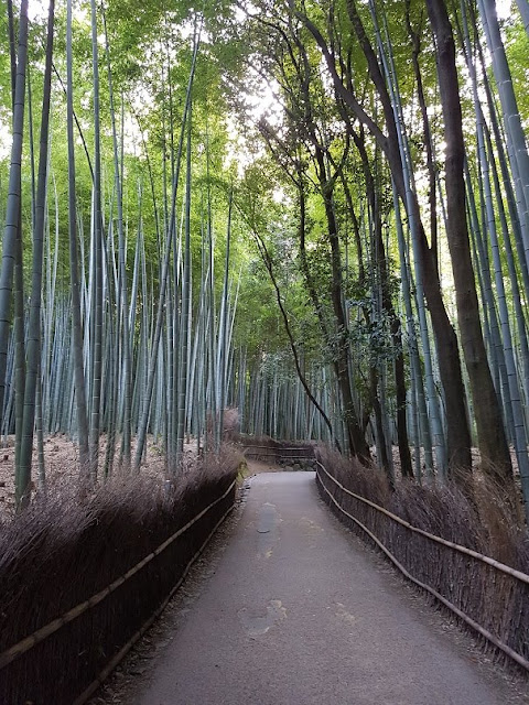 kyoto arashiyama bamboo grove