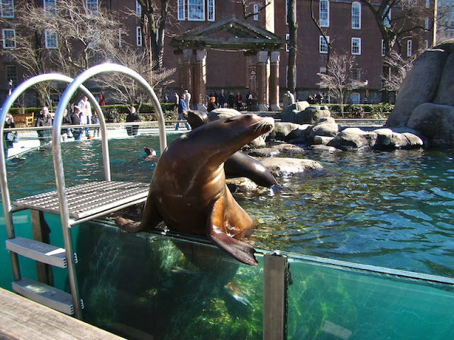 ZOOLÓGICO CENTRAL PARK - LEÕES MARINHOS