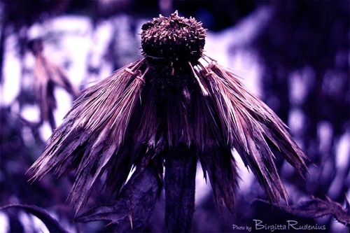macro_20110128_G9_tistel