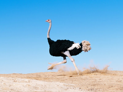 Ostrich Running Away