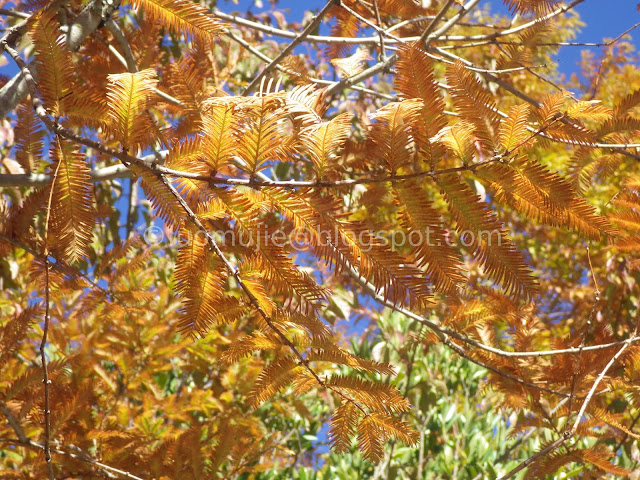 Wuling Farm maple autumn foliage