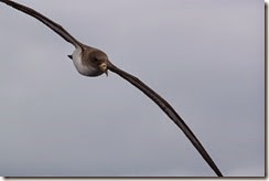 Cory's Shearwater