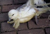 Northern Fulmar caught in litter – Dec. 2016 – photo by Salko de Wolf, Ecomare