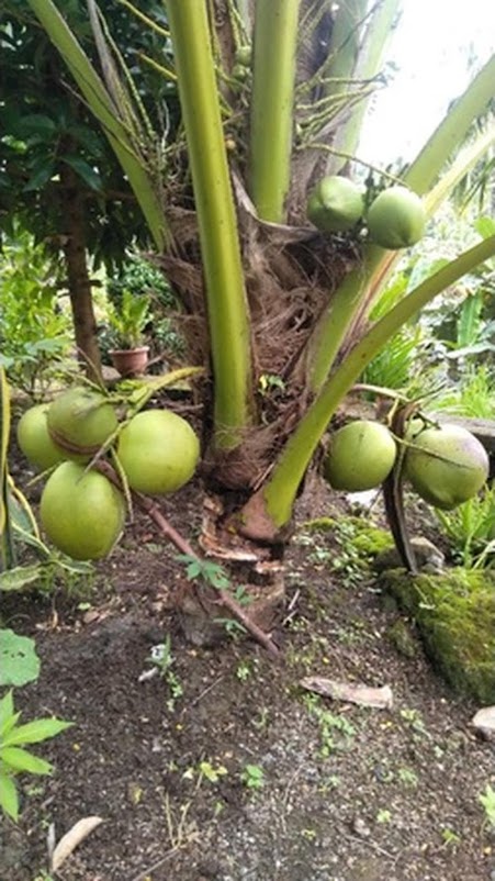 Kelapa Genjah Hijau Banjar