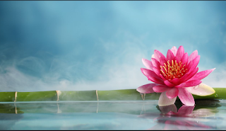 Lotus Hd Wallpaper