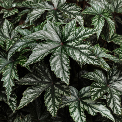 Begonia Care