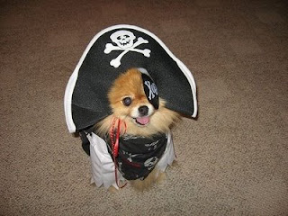 really cute pomeranian puppy dressed up as a pirate for maybe halloween with eye patch and hat