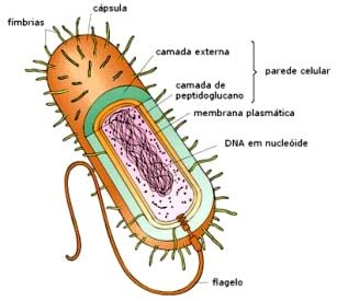Resultado de imagem para estrutura das bacterias