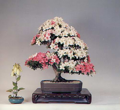 bonsai trees