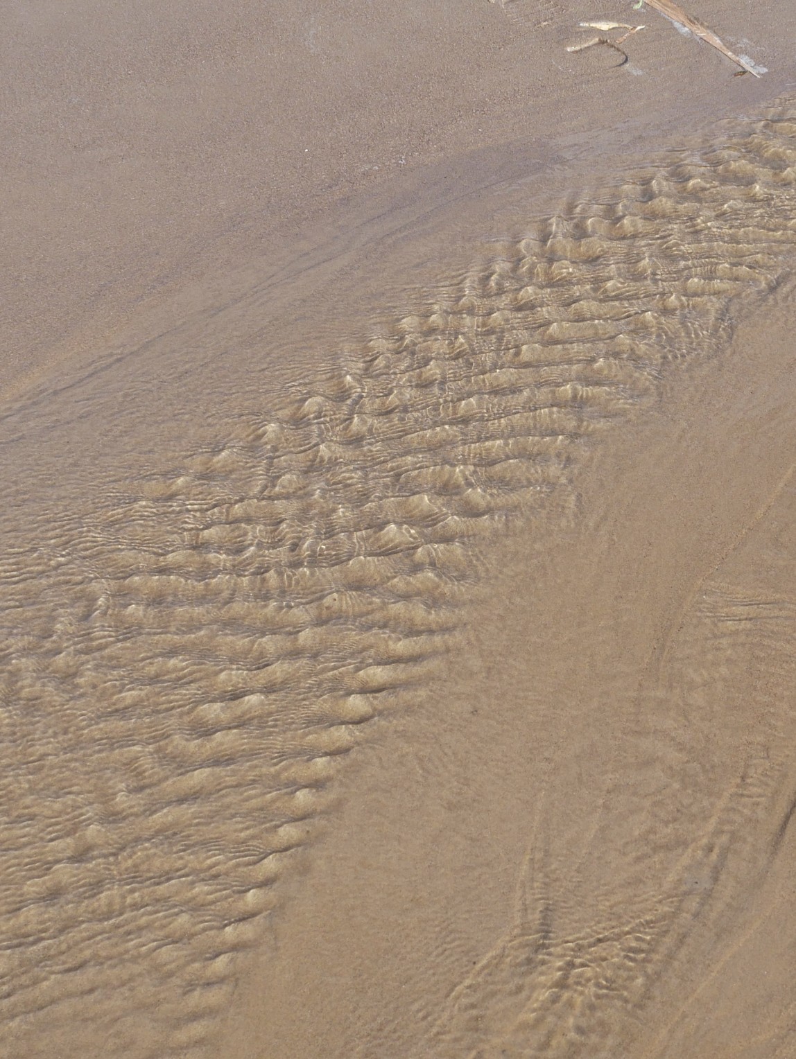 Strand, Haseldorf