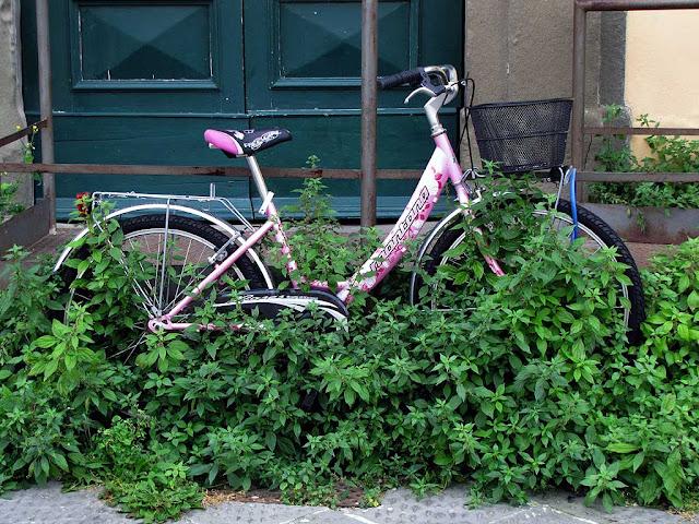 Bicicletta sopraffatta dalle erbacce, scali delle Ancore, Livorno