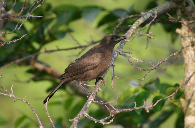 common grackle photo. common grackle juvenile.