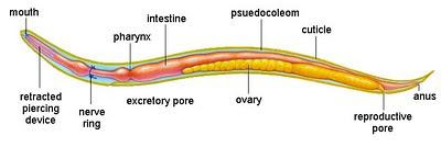 Nemathelminthes bagian bagiannya