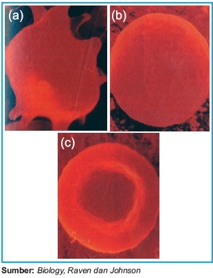 Transpor Pasif : Difusi Osmosis