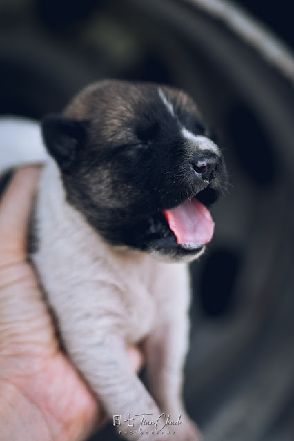 cute baby dog puppy with eyes closed and sleeping, shot with Nikon Z50 35mm