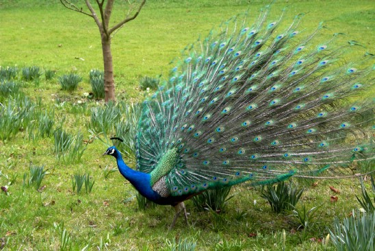 beautiful,cute blue and green peafowl,peafowl flying,bread,running on grass ground,wallpapers,pictures,images  