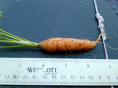 Bigger carrot harvest