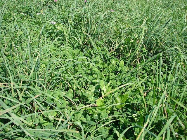 Orchard grass, a cool season perennial grass, in a field with green to bluish-green leaves and compact or partly spreading panicle for hay or pasture production under irrigated or non-irrigated conditions