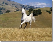 horses(5)