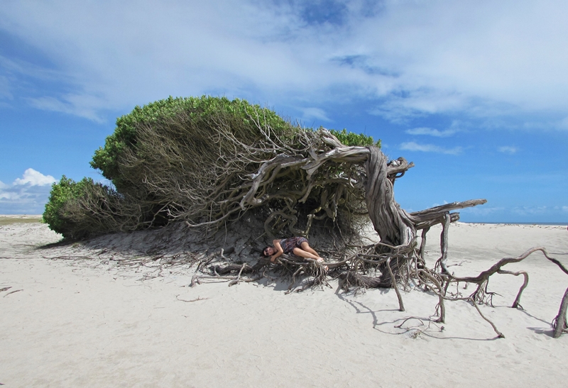 Árvores da Preguiça Jericoacoara