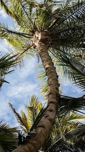 Tropical Tree, Palm, Sky, Clouds