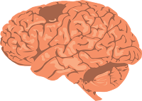 Améliorer la santé de votre cerveau