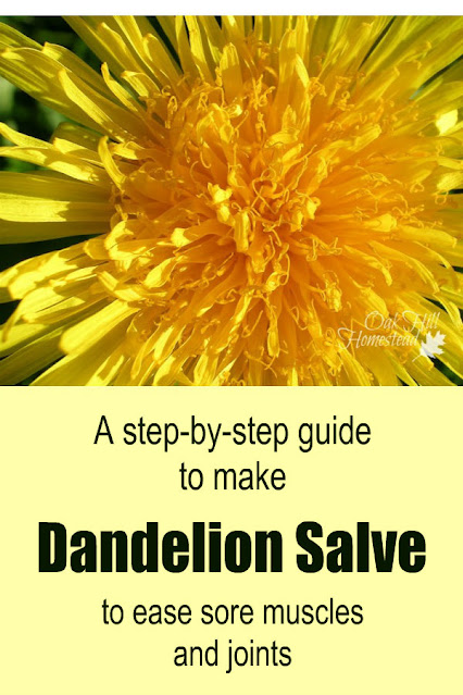 A close-up image of a dandelion flower. Text: a step-by-step guide to make dandelion salve.