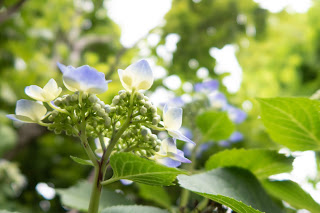 額紫陽花