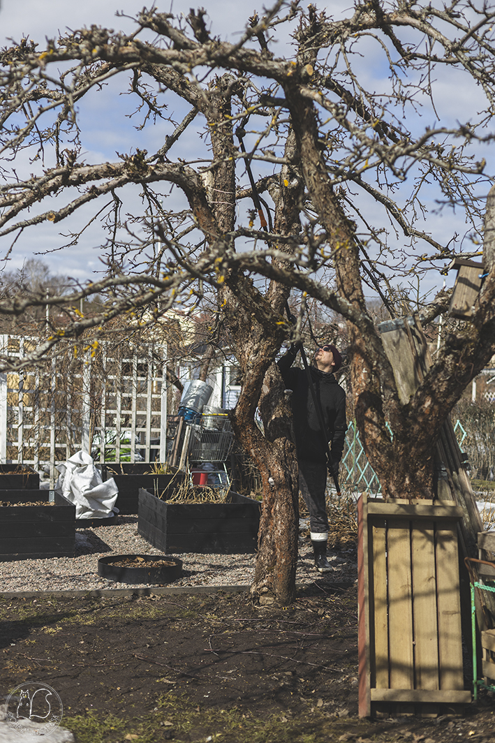 Oravankesäpesä siirtolapuutarha lavankaulu kasvatuslava kasvatuslaatikko Kekkilä potager lumi omenapuu köynnöstuki omenapuun leikkuu