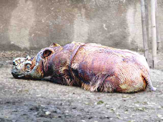 Reclining Rhino at LA Zoo (c) David Ocker