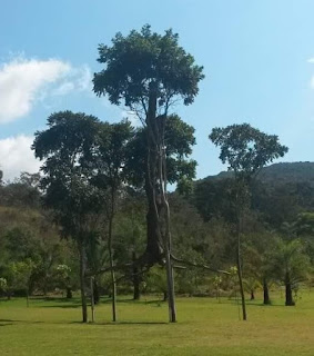  Foto em dia de céu claro com nuvens da escultura de Giuseppe Penone. A obra parte da modelagem e conseguinte fundição em bronze de uma castanheira centenária, à qual outras partes de árvores foram soldadas. Desde o início de sua trajetória, Penone se mostrou interessado em realizar obras diretamente na natureza, associando intervenções escultóricas ao processo de crescimento de árvores. A escultura em bronze denominada: Elevazione, mistura-se com a  paisagem e as árvores da floresta. O artista torna possível  o diálogo com a natureza por meio do domínio de elaboradas técnicas e conserva a mesma dualidade entre o fenômeno artístico e o natural.  A grande árvore de metal está presa ao chão por pés de aço e, plantadas ao seu lado, estão cinco outras árvores que se aproximam da escultura, como se a sustentassem e criassem um espaço arquitetônico para abrigá-la. Para a montagem em Inhotim, Penone optou por aumentar consideravelmente a distância da escultura do chão e por plantar cinco exemplares da espécie local de árvore Guaritá. O olhar em perspectiva dá impressão de que a árvore- escultura flutua ao centro e é abraçada pelas outras que a cercam.